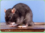 rat control Livingston